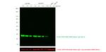 Mouse IgG Fc Secondary Antibody in Western Blot (WB)