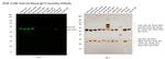 Mouse IgG Fc Secondary Antibody in Western Blot (WB)