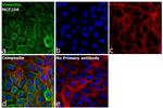 Mouse IgG (H+L) Cross-Adsorbed Secondary Antibody in Immunocytochemistry (ICC/IF)