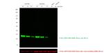 Mouse IgG (H+L) Cross-Adsorbed Secondary Antibody in Western Blot (WB)