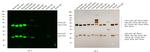 Mouse IgG (H+L) Cross-Adsorbed Secondary Antibody in Western Blot (WB)