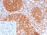 HLA-DR (MHC II) Antibody in Immunohistochemistry (Paraffin) (IHC (P))