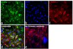 Sheep IgG (H+L) Secondary Antibody in Immunocytochemistry (ICC/IF)