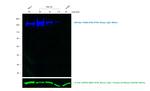 Sheep IgG (H+L) Secondary Antibody in Western Blot (WB)