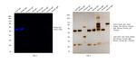 Sheep IgG (H+L) Secondary Antibody in Western Blot (WB)