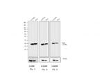 Mouse IgG (H+L) Cross-Adsorbed Secondary Antibody in Western Blot (WB)