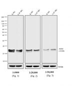 Mouse IgG Fc Secondary Antibody in Western Blot (WB)