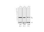 Mouse IgG (H+L) Secondary Antibody in Western Blot (WB)