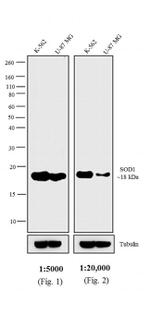 Mouse IgG F(ab')2 Secondary Antibody in Western Blot (WB)