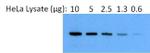 Rabbit IgG (H+L) Secondary Antibody in Western Blot (WB)