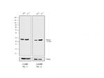 Rabbit IgG (H+L) Cross-Adsorbed Secondary Antibody in Western Blot (WB)