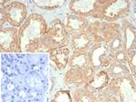 HLA-G (Major Histocompatibility Complex, class I, G) Antibody in Immunohistochemistry (Paraffin) (IHC (P))