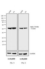 Rat IgG (H+L) Secondary Antibody in Western Blot (WB)