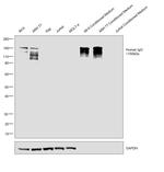 Goat IgG F(ab')2 Secondary Antibody in Western Blot (WB)