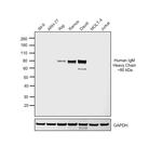 Goat IgG F(ab')2 Secondary Antibody in Western Blot (WB)