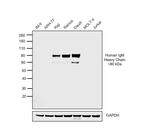 Goat IgG F(ab')2 Secondary Antibody in Western Blot (WB)