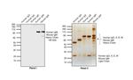 Goat IgG F(ab')2 Secondary Antibody in Western Blot (WB)