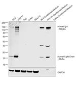 Goat IgG F(ab')2 Secondary Antibody in Western Blot (WB)