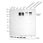 Human IgG (H+L) Cross-Adsorbed Secondary Antibody