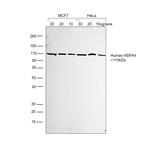 Human IgG (H+L) Cross-Adsorbed Secondary Antibody in Western Blot (WB)