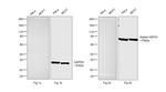 Human IgG (H+L) Cross-Adsorbed Secondary Antibody in Western Blot (WB)