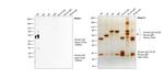 Human IgG (H+L) Cross-Adsorbed Secondary Antibody in Western Blot (WB)