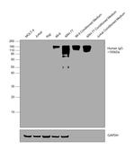 Human IgG Fc Cross-Adsorbed Secondary Antibody in Western Blot (WB)