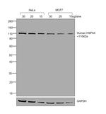 Human IgG Fc Cross-Adsorbed Secondary Antibody in Western Blot (WB)