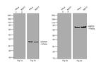 Human IgG Fc Cross-Adsorbed Secondary Antibody in Western Blot (WB)