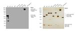 Human IgG Fc Cross-Adsorbed Secondary Antibody in Western Blot (WB)