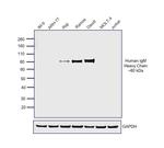 Human IgM Secondary Antibody in Western Blot (WB)