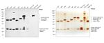 Human IgG, IgM, IgA (H+L) Secondary Antibody in Western Blot (WB)