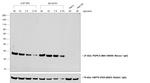 Mouse IgG (H+L) Secondary Antibody in Western Blot (WB)