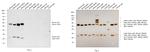 Mouse IgG (H+L) Secondary Antibody in Western Blot (WB)