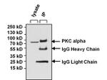 Mouse IgG (H+L) Secondary Antibody in Immunoprecipitation (IP)