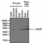 Mouse IgG (H+L) Secondary Antibody in Western Blot (WB)