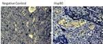 Mouse IgG (H+L) Secondary Antibody in Immunohistochemistry (Paraffin) (IHC (P))