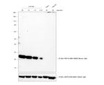 Mouse IgG (H+L) Cross-Adsorbed Secondary Antibody in Western Blot (WB)