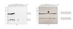 Mouse IgG (H+L) Cross-Adsorbed Secondary Antibody in Western Blot (WB)