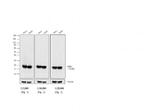 Mouse IgG (H+L) Cross-Adsorbed Secondary Antibody in Western Blot (WB)