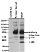 Mouse IgG Fc Cross-Adsorbed Secondary Antibody in Immunoprecipitation (IP)