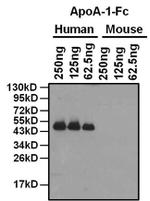 Mouse IgG Fc Cross-Adsorbed Secondary Antibody in Western Blot (WB)