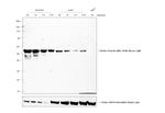 Mouse IgM Secondary Antibody in Western Blot (WB)