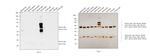 Mouse IgM Secondary Antibody in Western Blot (WB)