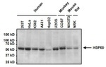 Mouse IgM Secondary Antibody in Western Blot (WB)