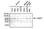 Mouse IgM Secondary Antibody in Western Blot (WB)
