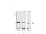 Mouse IgG, IgM (H+L) Secondary Antibody in Western Blot (WB)