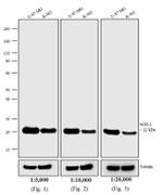 Mouse IgG, IgM (H+L) Secondary Antibody in Western Blot (WB)