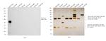 Rabbit IgG (H+L) Cross-Adsorbed Secondary Antibody in Western Blot (WB)