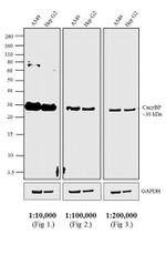 Rabbit IgG (H+L) Secondary Antibody in Western Blot (WB)